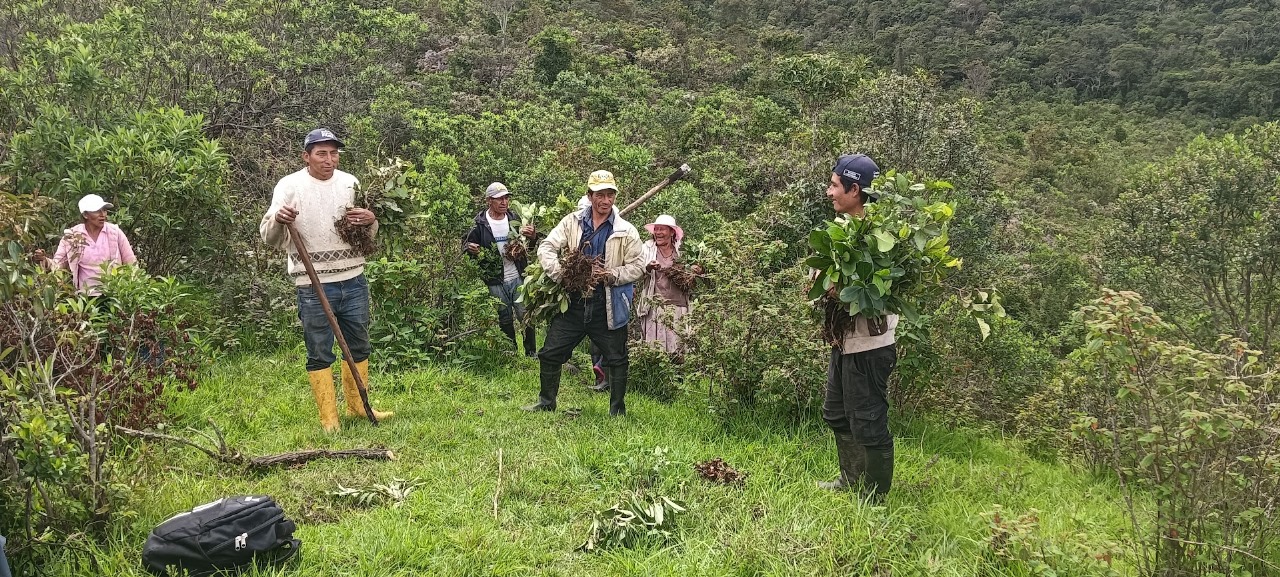 reforestacion