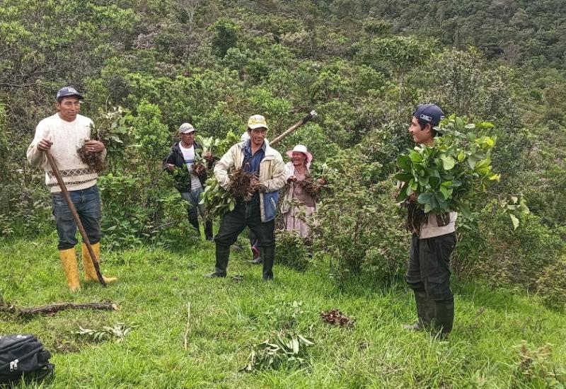reforestacion